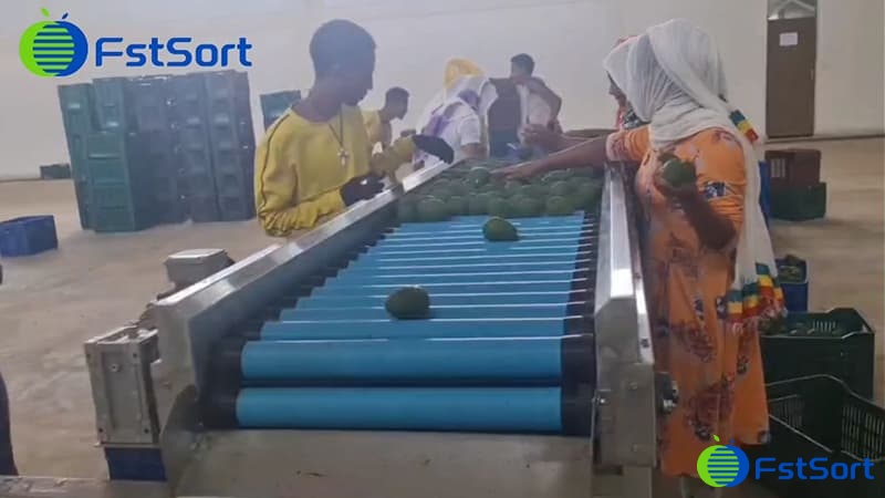 images/1658994048777máquina de lavado y clasificación de aguacate.jpg